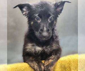 Mutt Dogs for adoption in Walnutport, PA, USA