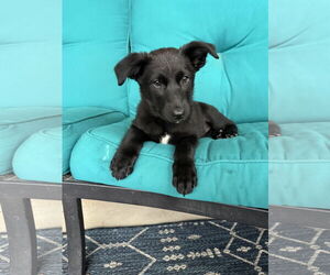 Labrador Retriever-Unknown Mix Dogs for adoption in Fort Worth, TX, USA