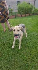 Medium Photo #1 German Shepherd Dog Puppy For Sale in Lewistown, PA, USA