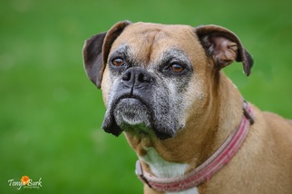 Boxer Dogs for adoption in Princeton, MN, USA