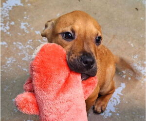 Bulldog-Unknown Mix Dogs for adoption in Wetumpka, AL, USA