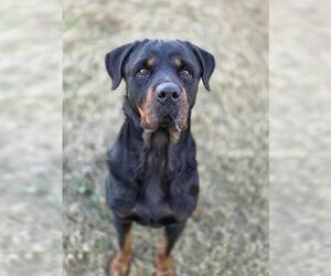 Rottweiler Dogs for adoption in Temple, TX, USA