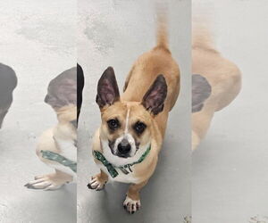 Pembroke Welsh Corgi-Unknown Mix Dogs for adoption in Melrose, FL, USA