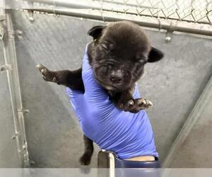 Bull Terrier-Staffordshire Bull Terrier Mix Dogs for adoption in HESPERIA, CA, USA