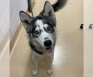 Siberian Husky Dogs for adoption in Placerville, CA, USA