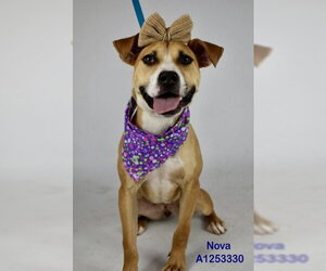 Beagle-Unknown Mix Dogs for adoption in Bakersfield, CA, USA