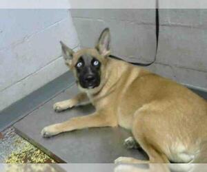 German Shepherd Dog Dogs for adoption in Atlanta, GA, USA