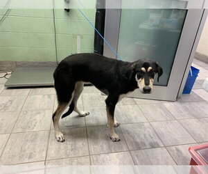 Siberian Husky-Unknown Mix Dogs for adoption in Grand Prairie, TX, USA