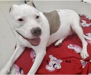 American Pit Bull Terrier Dogs for adoption in Las Vegas, NV, USA
