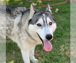 Siberian Husky Dogs for adoption in Riverside, CA, USA