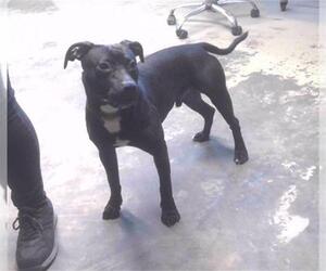 American Staffordshire Terrier-Unknown Mix Dogs for adoption in Tallahassee, FL, USA