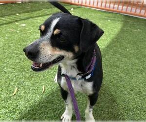 Chihuahua-Unknown Mix Dogs for adoption in Las Vegas, NV, USA