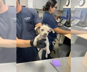 Chihuahua-Unknown Mix Dogs for adoption in Visalia, CA, USA