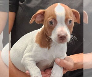 Mutt Dogs for adoption in Royal Palm Beach, FL, USA