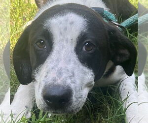 Mutt Dogs for adoption in Tarboro, NC, USA