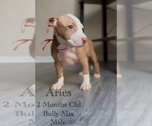 American Pit Bull Terrier-Unknown Mix Dogs for adoption in Jacksonville, NC, USA