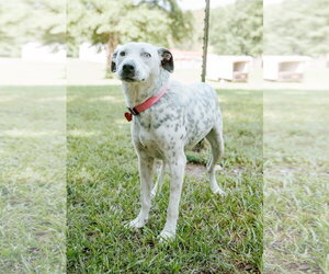 Labmatian Dogs for adoption in Attalka, AL, USA
