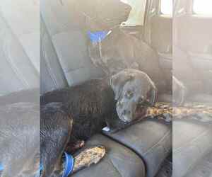 Labrador Retriever-Unknown Mix Dogs for adoption in San Diego, CA, USA