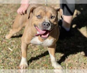 American Pit Bull Terrier Dogs for adoption in Tallahassee, FL, USA