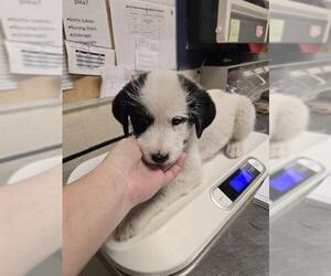 Irish Wolfhound-Labrador Retriever Mix Dogs for adoption in Conroe, TX, USA