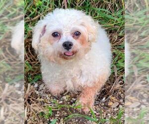 Maltese Dogs for adoption in Lake City, MI, USA