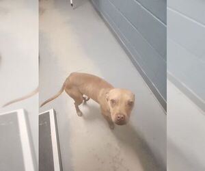 Staffordshire Bull Terrier-Unknown Mix Dogs for adoption in Tallahassee, FL, USA