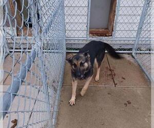 German Shepherd Dog Dogs for adoption in Rootstown, OH, USA