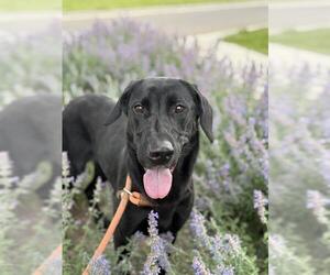 Labrador Retriever Dogs for adoption in West Valley, UT, USA