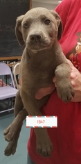 Medium Photo #1 Shepradors Puppy For Sale in Chico, CA, USA