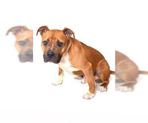 Bullboxer Pit Dogs for adoption in Fruit Heights, UT, USA