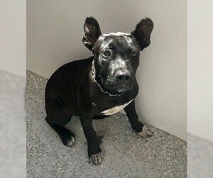 American Staffordshire Terrier-Australian Cattle Dog Mix Dogs for adoption in Lodi, CA, USA
