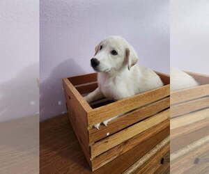 Mutt Dogs for adoption in The Woodlands, TX, USA