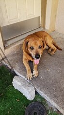 Labrottie Dogs for adoption in Seminole, FL, USA
