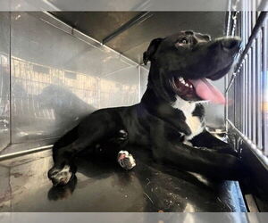 German Shepherd Dog-Unknown Mix Dogs for adoption in Downey, CA, USA