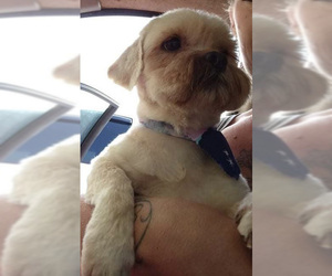 Shih Apso Dogs for adoption in Ridgefield, CT, USA