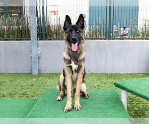 German Shepherd Dog-Unknown Mix Dogs for adoption in Pasadena, CA, USA