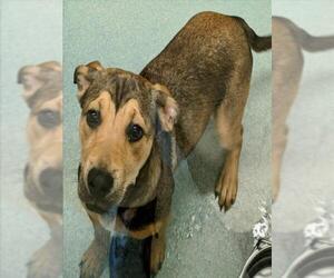 Mutt Dogs for adoption in Plano, TX, USA