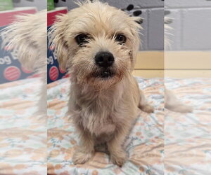 Mutt Dogs for adoption in Amarillo, TX, USA