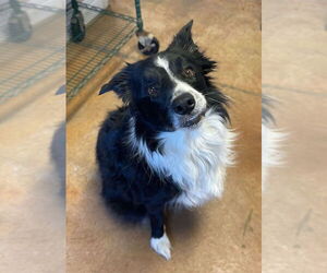 Border Collie Dogs for adoption in Bolivar, MO, USA
