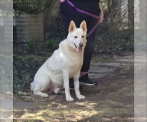 - Mix Dogs for adoption in Winston Salem, NC, USA