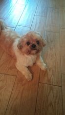 Shih Tzu Dogs for adoption in Naples, FL, USA