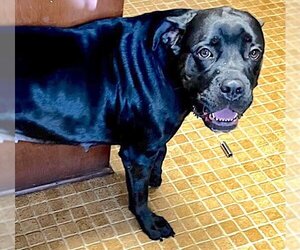 Mastiff-Unknown Mix Dogs for adoption in Mount Airy, NC, USA