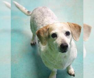 Beagle Dogs for adoption in Guthrie, OK, USA