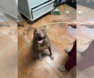 American Pit Bull Terrier-Labrador Retriever Mix Dogs for adoption in Bolivar, MO, USA
