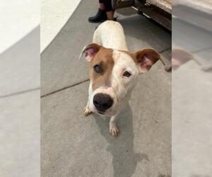 American Pit Bull Terrier-Unknown Mix Dogs for adoption in Tulsa, OK, USA