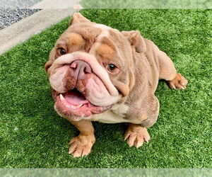 Bulldog-Unknown Mix Dogs for adoption in Moreno Valley, CA, USA