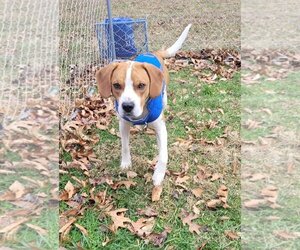 Beagle-Unknown Mix Dogs for adoption in Hinton, WV, USA
