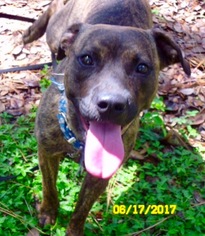 Labmaraner Dogs for adoption in Lithia, FL, USA