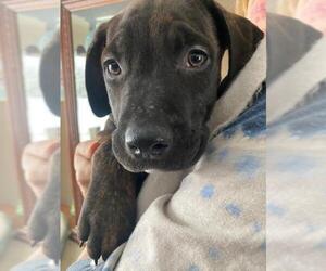 Doberman Pinscher Dogs for adoption in Clarkston, MI, USA