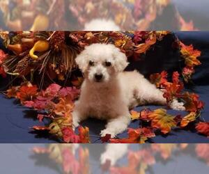 Poochon Dogs for adoption in Gulfport, MI, USA